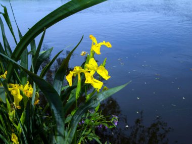 Iris pseudacorus (sarı bayrak, sarı iris, su bayrağı) suyun yanında. Güzel manzara: Mavi nehir, sarı çiçekler, yeşil yapraklar. Çiçek açan iris çiçekleri.