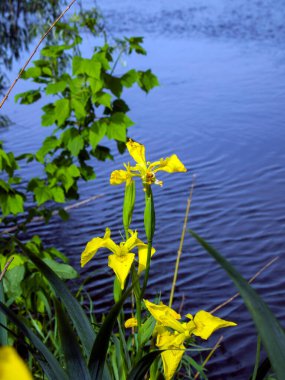 Iris pseudacorus (sarı bayrak, sarı iris, su bayrağı) suyun yanında. Güzel manzara: Mavi nehir, sarı çiçekler, yeşil yapraklar. Çiçek açan iris çiçekleri.
