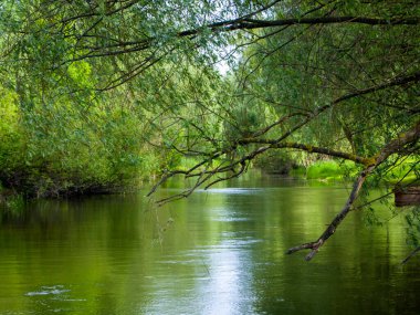 Suyun yüzeyinde taze yeşil yaprakları olan ağaç dalları. Güzel resimli nehir manzarası. Kalmak için sessiz ve huzurlu bir yer. Doğadaki yeşil tünel.