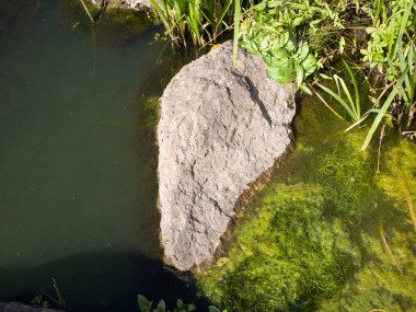 Bir alg çiçeğinin üst görünümü.