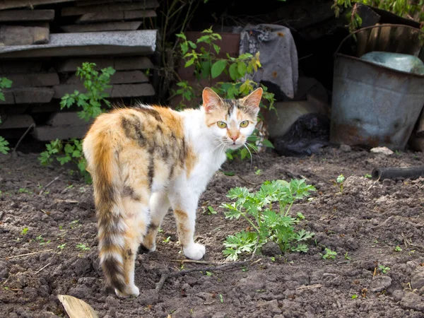 那只绿眼睛的三色猫转过头去 直勾勾地看着前面的相机 一只猫在乡间的地面上行走 — 图库照片