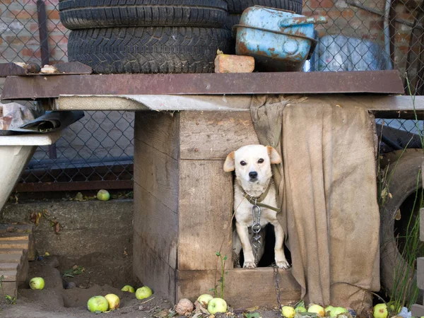 Curioso Perrito Beige Asoma Fuera Cabina Madera Pet Está Mirando — Foto de Stock