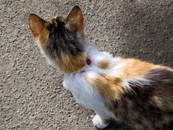 Tampilan Atas Kucing Tricolor Pada Latar Belakang Beton Abu Abu — Stok Foto