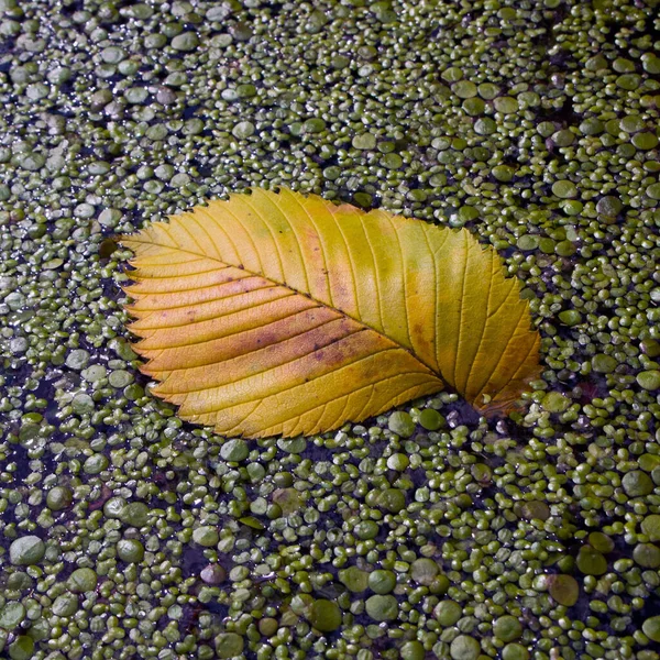 Żółty Opadły Liść Brązowymi Żyłami Leży Wodorostach Rzece Jesienny Nastrój — Zdjęcie stockowe