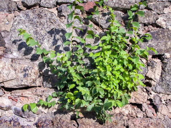 美しい緑の葉を持つ大きな頑丈な茂みは 石の壁やフェンスから発芽しました 人間によって人工的に創造されたものに対する自然の勝利 — ストック写真