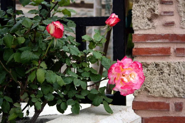 三朵美丽的粉红色花朵在绿色多刺的玫瑰丛上 在花园或公园里盛开的美丽玫瑰 — 图库照片