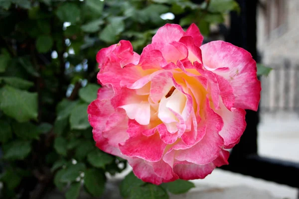 Büyük yeşil bir çalılıkta güzel bir gül çiçeği.