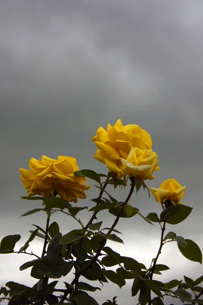 Gri fırtınalı gökyüzünün arka planında güzel bir gül çalısı. Büyük sarı çiçekler, yeşil yapraklar ve sivri dikenli gövdeler..