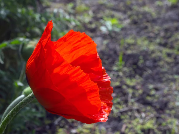 Tek büyük kırmızı gelincik çiçeğinin görüntüsü.
