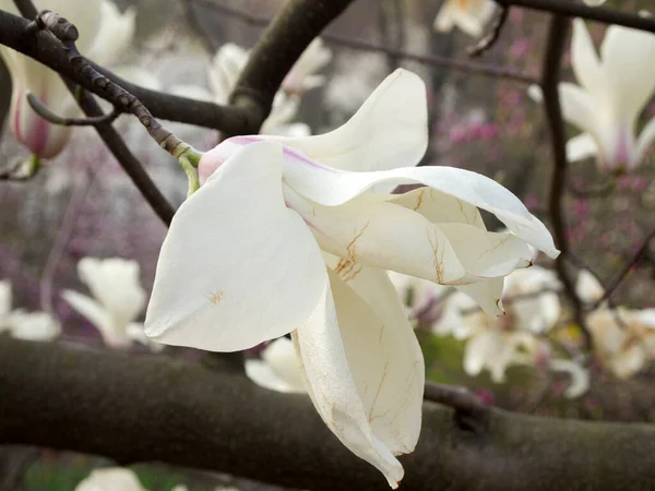 Widok Białego Kwiatu Magnolii Różowymi Żyłami Zaczyna Blaknąć Pojawiają Się — Zdjęcie stockowe
