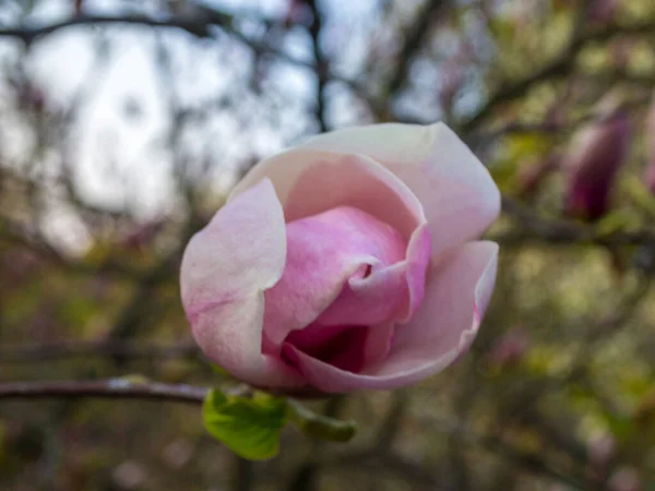 Delicado Rosa Magnolia Soulangeana Saucer Magnolia Flor Ramo Uma Árvore — Fotografia de Stock