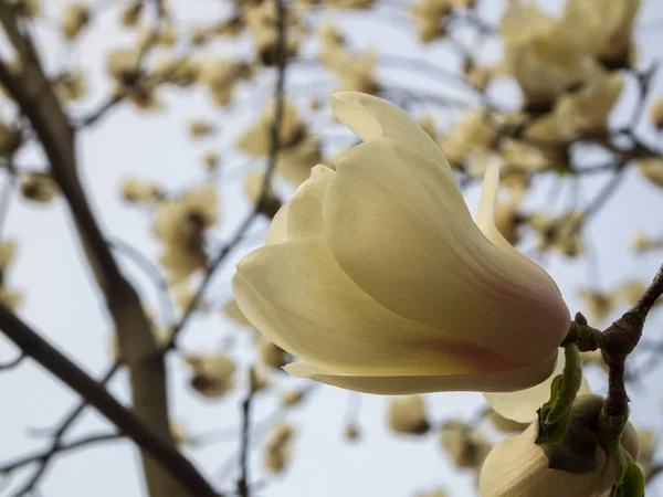 Ramos Magnólia Florescente Vista Uma Grande Flor Branca Com Veias — Fotografia de Stock