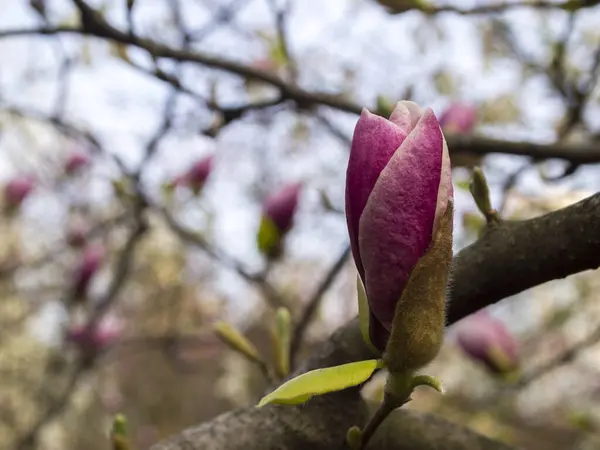 Bir narin mor ve pembe Magnolia soulangeana (çay tabağı manolyası) tomurcuğu. Botanik bahçesinde bahar mevsimi çiçekleri.