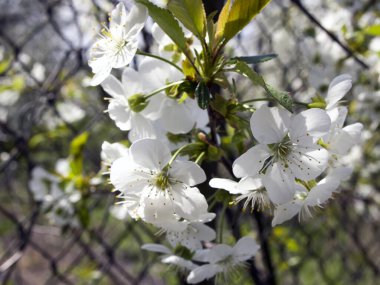 Çiçekli Prunus cerasus dalı. Kiraz dalında küçük güzel beyaz çiçekler. Bahar özel bahçesi çiçek açtı..