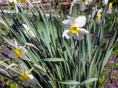 Parkta bir sürü taze beyaz nergis var. Güzel narcissus tazetta çalısı. Bahar atmosferi.