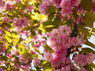 Güneşli bir bahar günü. Güzel pembe çiçekleri ve yeşil yaprakları olan Japon Sakura 'sının çiçekli dalları. Prunus 'Kanzanus'.