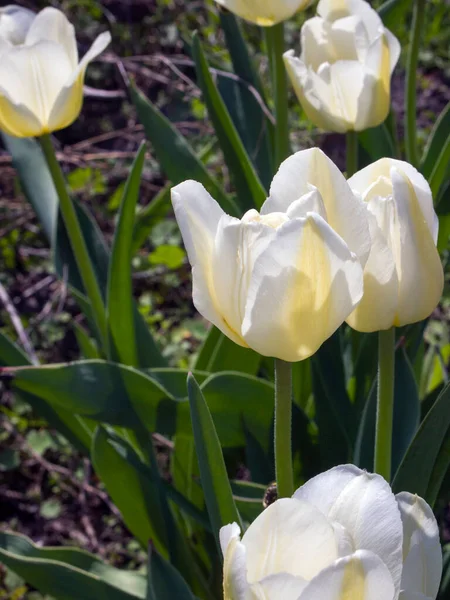 Sarı çizgili güzel beyaz laleler. Beyaz Darwin Meleği 'nin dilek lalesi. Bahçedeki ilk bahar çiçekleri.