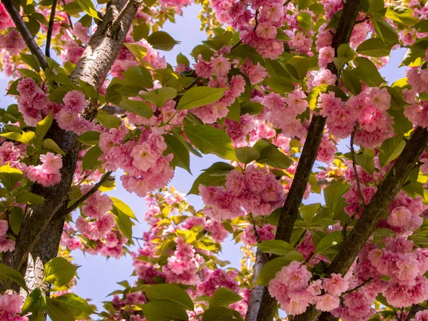 Ağaçtaki güzel pembe kiraz çiçekleri. Yumuşak pastel renkler. Doğu kiraz çiçeklerinin çiçek açan dalları (sakura).