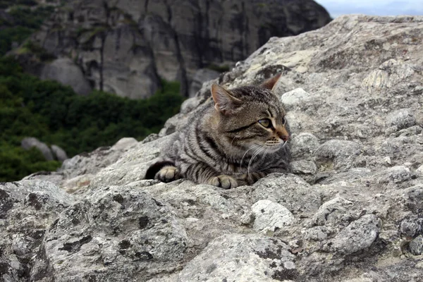 Seekor Kucing Tabby Muda Berbaring Atas Batu Pegunungan Dan Berpaling — Stok Foto