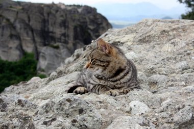 Güzel, genç bir tekir kedi dağlarda bir taşın üzerinde kestiriyor. Uyuyan çizgili kedi. Meteora, Yunanistan