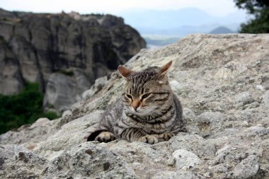 Dağlardaki bir uçurumun kenarında nefis bir tekir kedi yatıyor. Keyifli bir arka planda uykulu çizgili kedi. Güneşli bir gün, gökyüzü bulutsuz. Meteora, Yunanistan