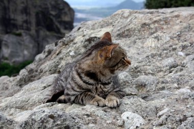 Dağlardaki temsilci kedi: sakin gri tekir kedi bir kayanın üzerinde yatıyor ve başka yere bakıyor. Meteora, Yunanistan.