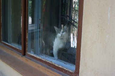Beyaz göğüslü ve yeşil gözlü tekir bir kedi pencere pervazında durup pencereden dışarı bakar. Evcil hayvan evde sıkılıyor ve doğada yürümek istiyor..