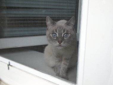 Üç renkli bir kedi çimenlerin üzerinde oturur ve yüzünü çevirir..