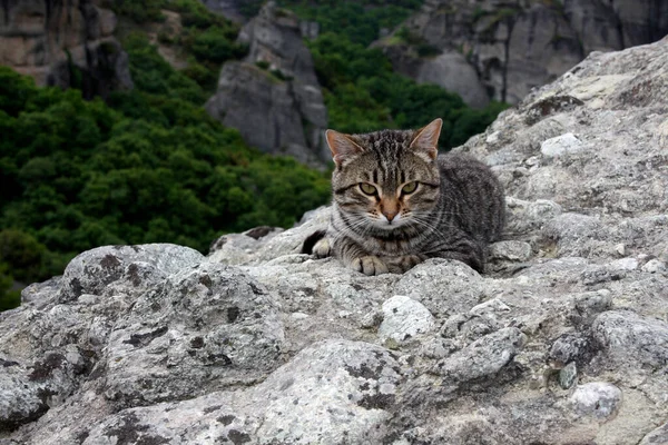 Genç bir tekir kedi dağlarda bir taşın üzerinde yatıyor ve doğruca kameraya bakıyor. Yeşil gözlü, kırmızı burunlu ve beyaz bıyıklı gri tekir kedi. Meteora, Yunanistan