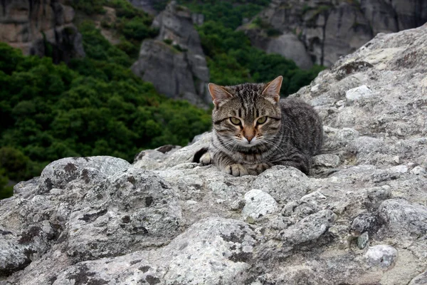 一只小胖胖的猫躺在山上的石头上 直视前方的摄像机 灰胖胖的猫 绿眼睛 红鼻子 白胡子 希腊Meteora — 图库照片