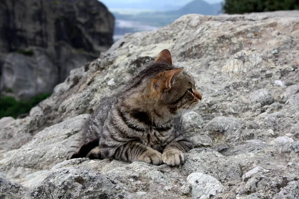 具有代表性的猫科动物在山中 平静的灰色斑斑的猫躺在岩石上 望着别处 希腊Meteora — 图库照片