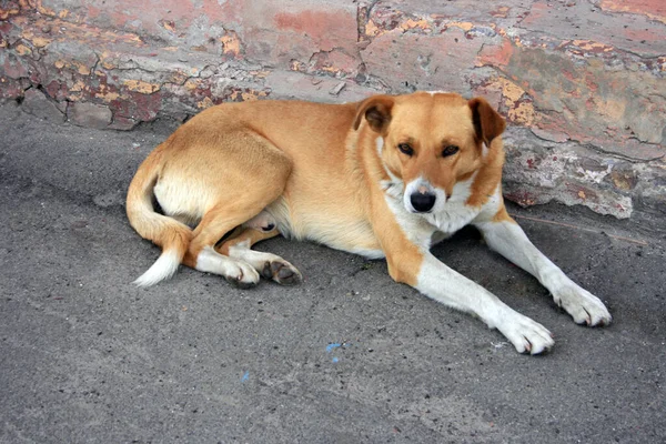 Perro Rojo Blanco Yace Sobre Asfalto Cerca Una Pared Ladrillo — Foto de Stock