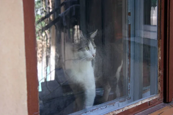 一只灰条纹猫 绿眼睛的家养白猫 站在窗台上的公寓里 朝窗外看去 寂寞好奇的宠物 — 图库照片