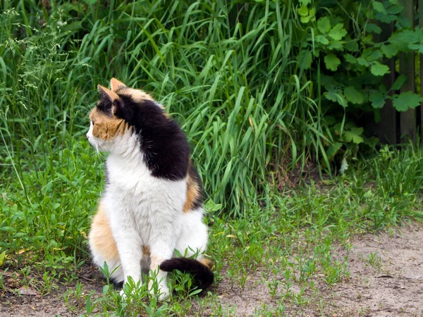 Delicioso Gato Tricolor Senta Chão Grama Olha Para Longe — Fotografia de Stock