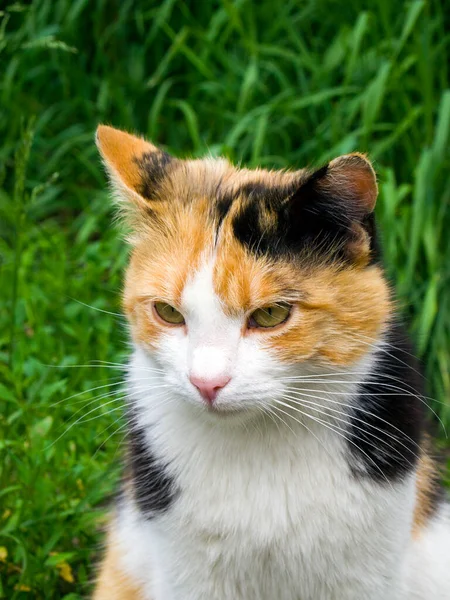 Delicioso Gato Tricolor Senta Chão Grama Olha Para Longe — Fotografia de Stock