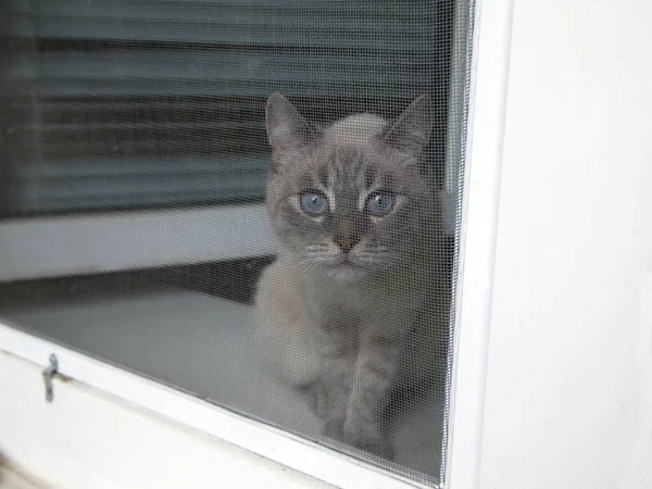 Üç renkli bir kedi çimenlerin üzerinde oturur ve yüzünü çevirir..
