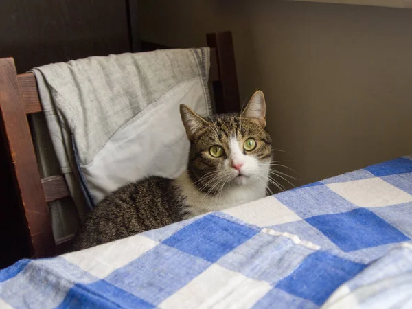 Üç renkli bir kedi çimenlerin üzerinde oturur ve yüzünü çevirir..