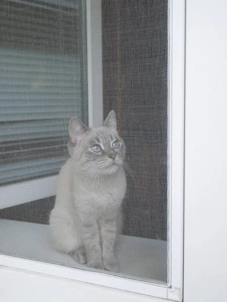 Gato Birman Senta Uma Soleira Janela Plástico Branco Perto Uma — Fotografia de Stock