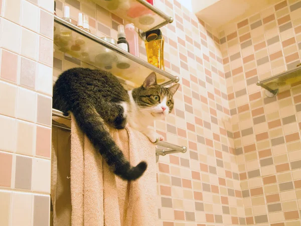 Üç renkli bir kedi çimenlerin üzerinde oturur ve yüzünü çevirir..