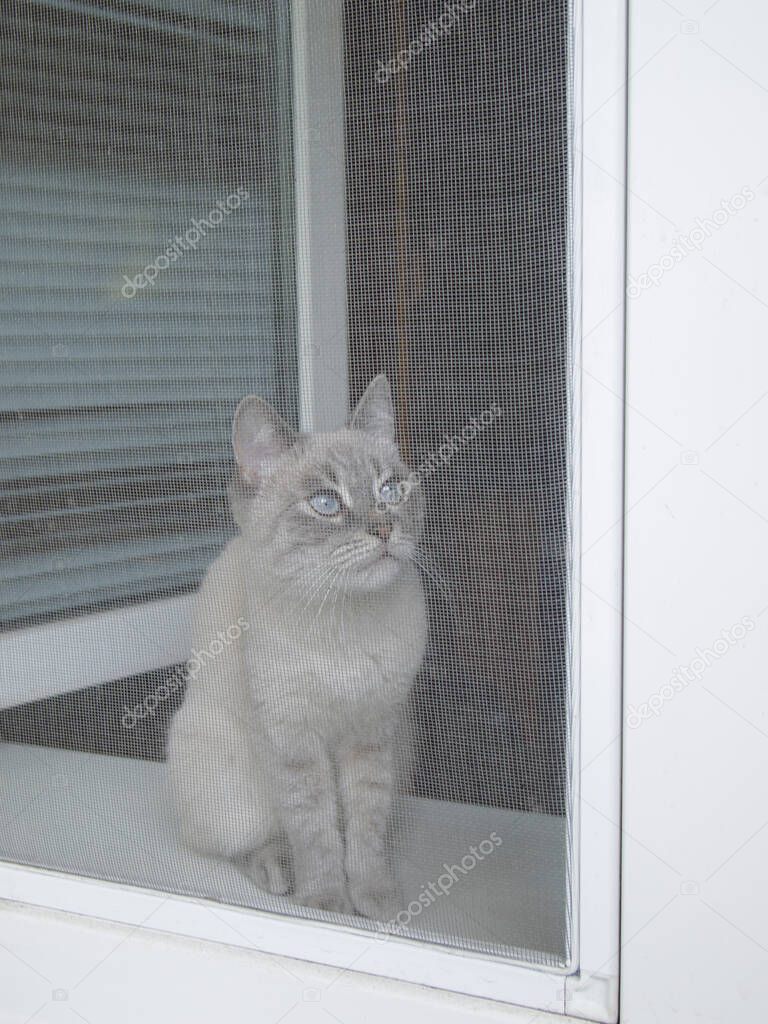 A Birman cat sits on a white plastic window sill near an open window and looks away. A mosquito net is installed on the window.