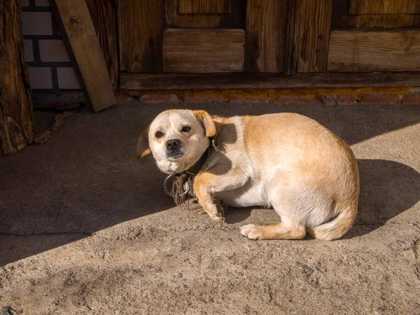 Küçük, bej renkli, korkmuş köpek. Büyük yakalı korkmuş köpek beton zemine yapışmış ve kameraya bakıyordu. Çantalı kuyruklu bir köpek..