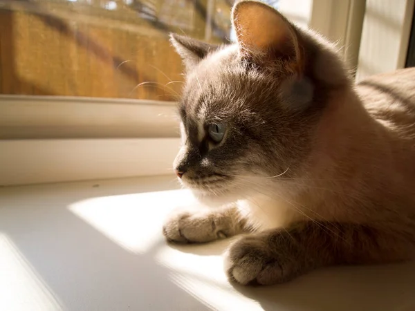 Krásná Thajská Kočka Modrýma Očima Leží Parapetu Koše Slunci Mladá — Stock fotografie