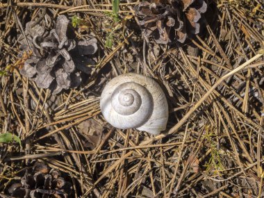 Boş bir Helix pomatia kabuğunun üst görünümü.