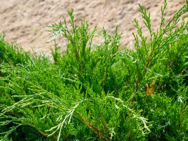 Çilekli yeşil ardıç dalları.