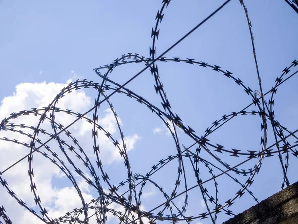 Mavi gökyüzü arka planında keskin, yuvarlak dikenli tel.