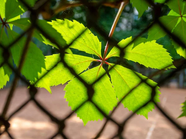 Çit ızgarasından bir yaprağın bulanık fotoğrafı..