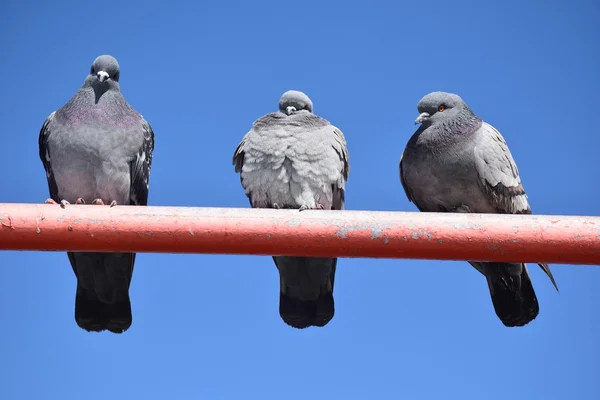 Les trois pigeons — Photo