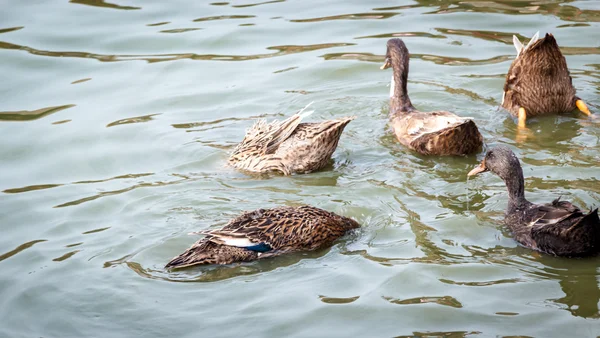 Enten auf dem Wasser — Stockfoto