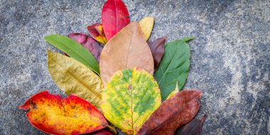 Renkli yaprakları arka planlar