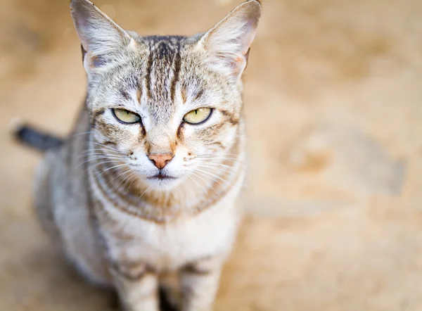 Yerli Himalaya sevimli kedi